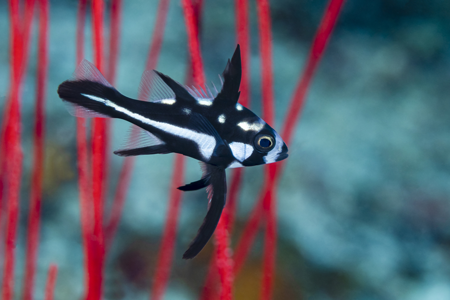 rajaampat_91