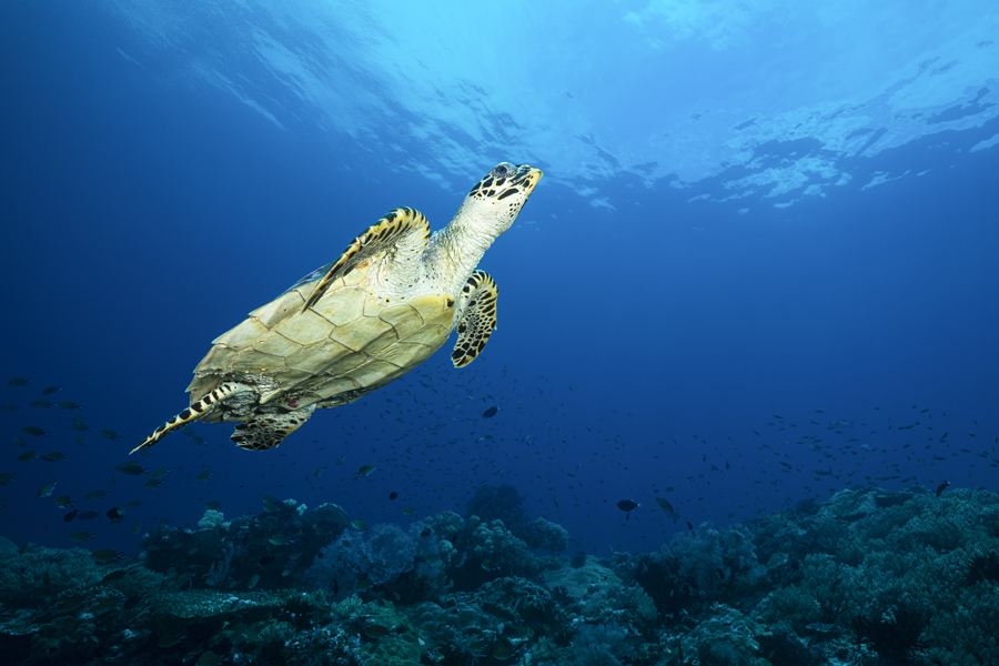 rajaampat_92