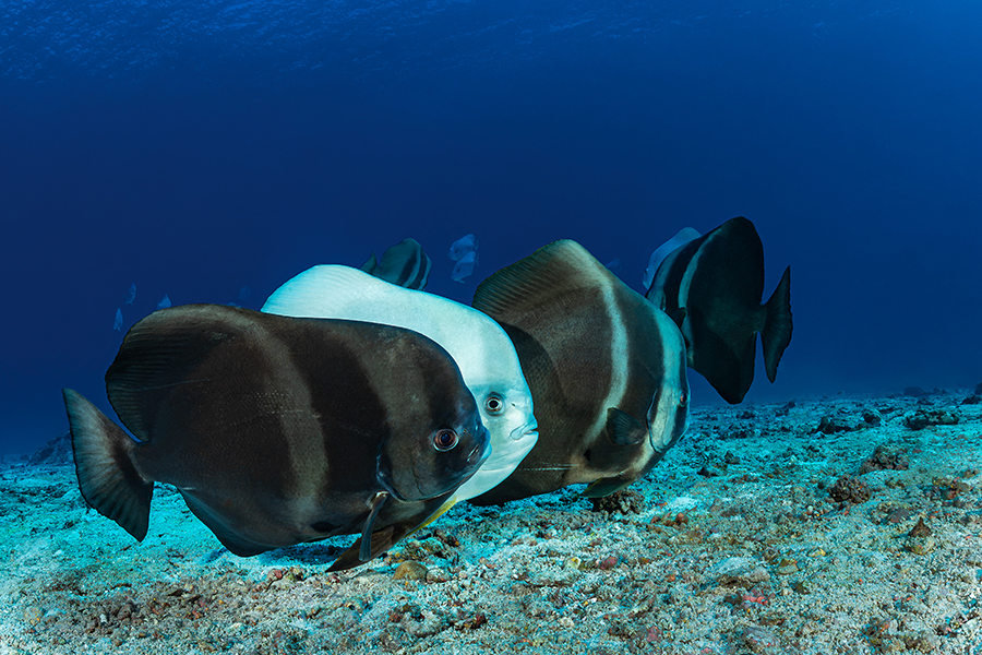 seychelles_46