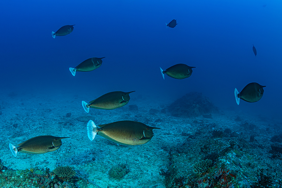 seychelles_52