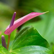 fleur_06