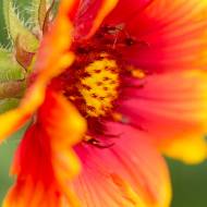 fleur_29