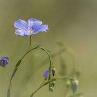 fleur_34