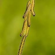 macro_022