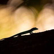 macro_086