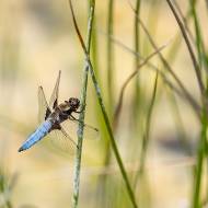 macro_093