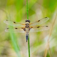 macro_094