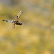 macro_095