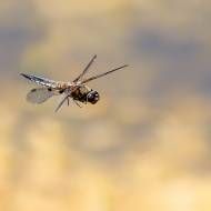 macro_096