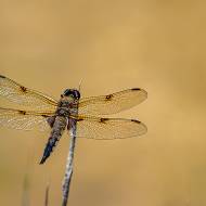 macro_097