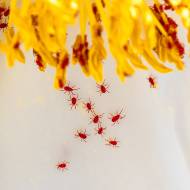 macro_099