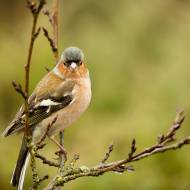 oiseaux_008