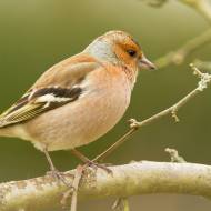oiseaux_009