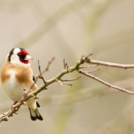 oiseaux_010