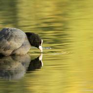 oiseaux_011