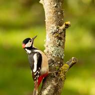 oiseaux_012