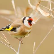 oiseaux_013