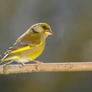 oiseaux_015