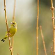 oiseaux_016