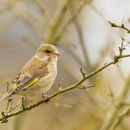 oiseaux_017
