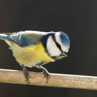 oiseaux_018