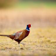 oiseaux_019