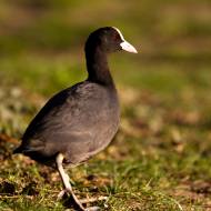 oiseaux_020