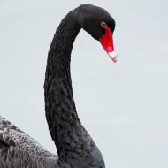 oiseaux_021