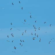 oiseaux_022