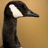 oiseaux_023