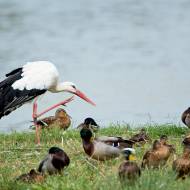 oiseaux_024