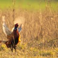 oiseaux_025