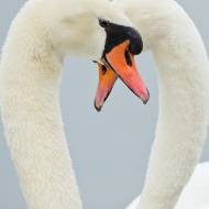 oiseaux_026