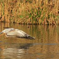oiseaux_027
