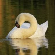 oiseaux_028