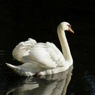 oiseaux_029