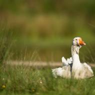 oiseaux_031
