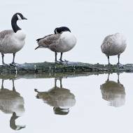 oiseaux_033b