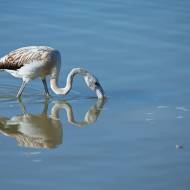 oiseaux_034