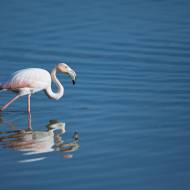 oiseaux_035
