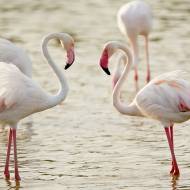 oiseaux_036