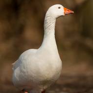 oiseaux_037