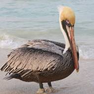 oiseaux_038