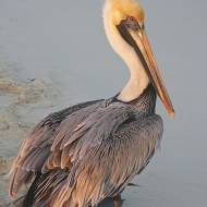 oiseaux_039