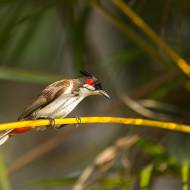 oiseaux_040