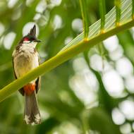 oiseaux_041