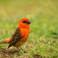 oiseaux_042