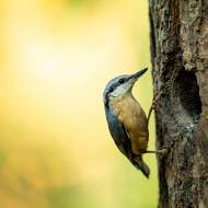 oiseaux_043