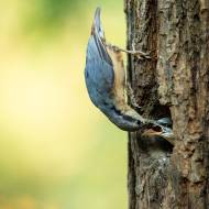 oiseaux_044