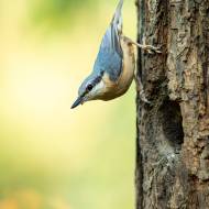 oiseaux_045